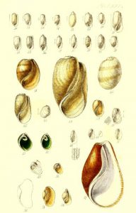 Free antique illustration of sea shells from 17th century publication