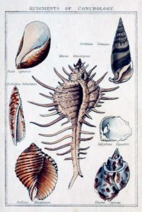 antique scientific illustration of shell variety
