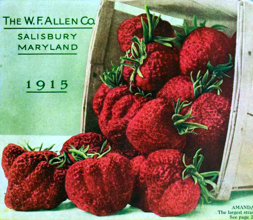 A free vintage illustration of a big basket of plump strawberries