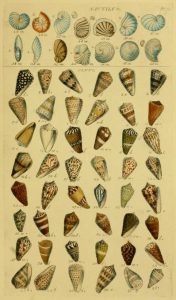 free 17th century vintage scientific Illustration featuring a wide variety of shells