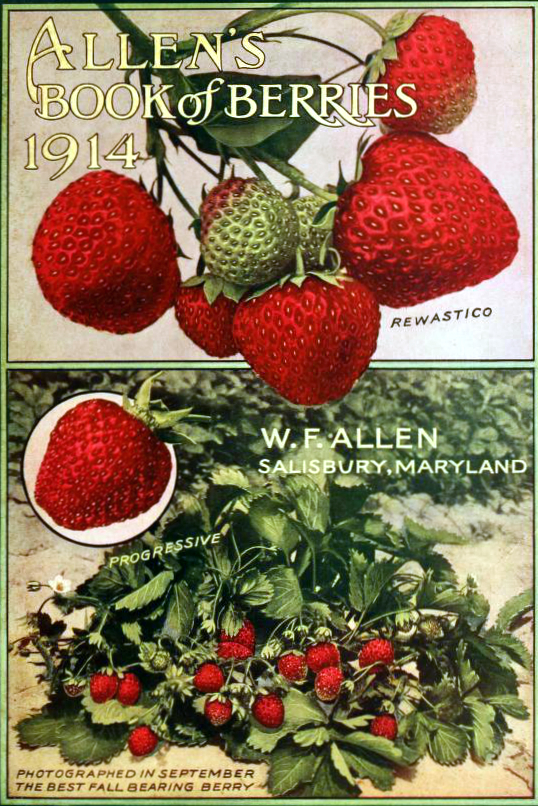 fresh vintage strawberries and strawberry bush antique garden magazine cover
