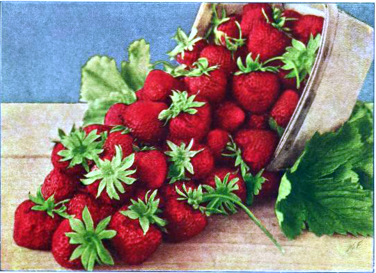 Free antique illustration of a vibrant basket of fresh strawberries