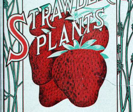 vintage strawberry plants from garden catalog cover antique