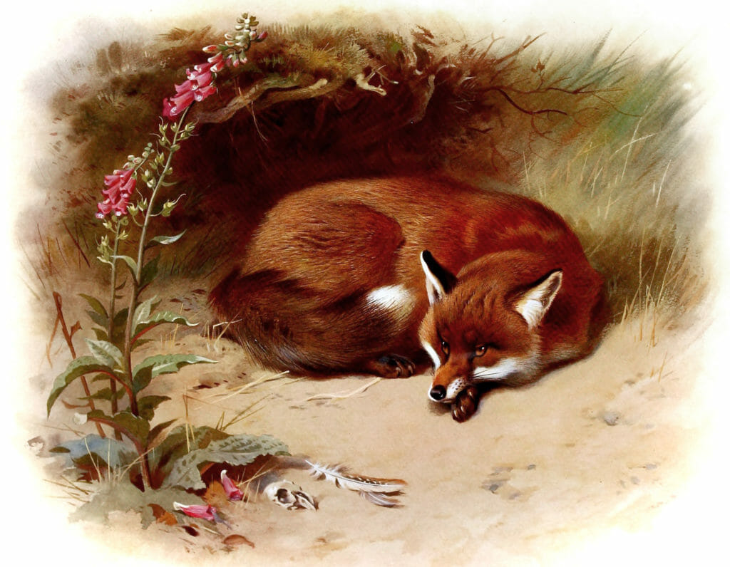 antique illustration of british fox