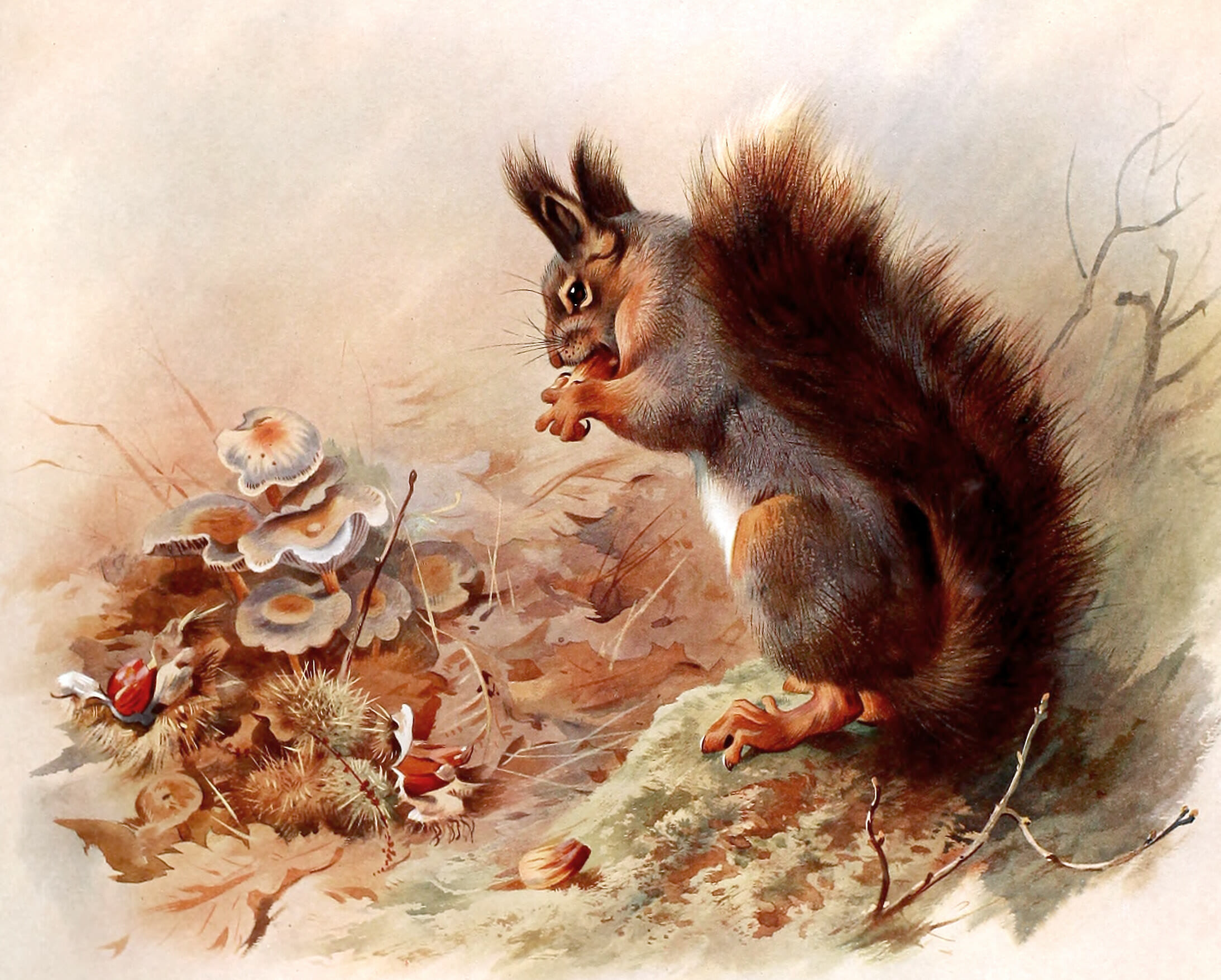 Free vintage book illustration of British Squirrel