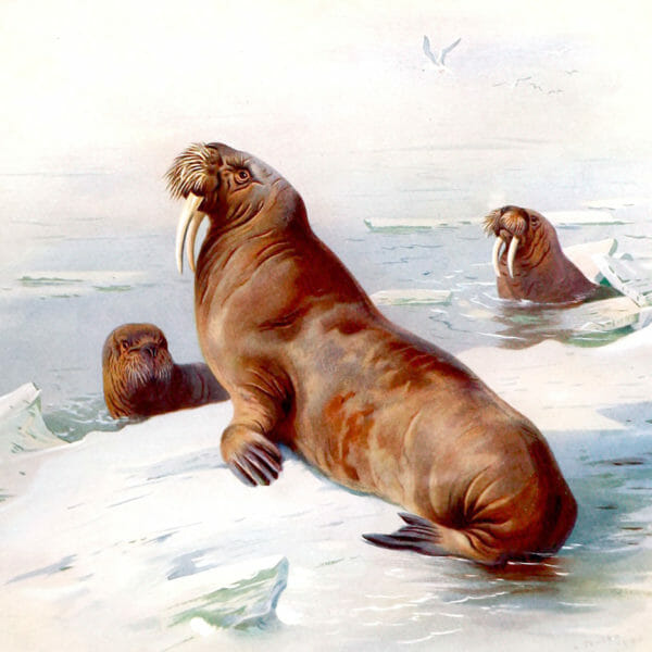 antique illustration of british walrus