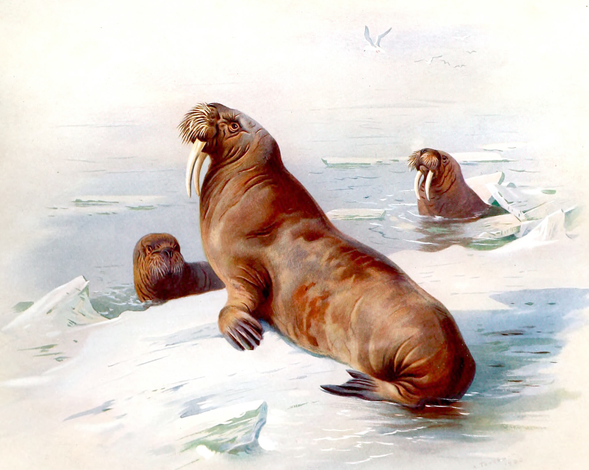 An antique book illustration of a British Walrus