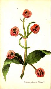 A free antique botanical illustration of a round-headed buddlea plant