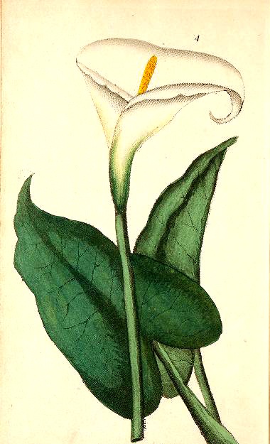 Enjoy this free vintage botanical illustration of a calla lily