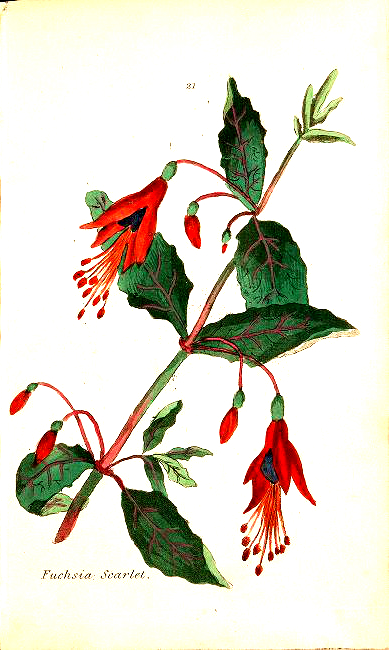 botanical illustration red fuchia