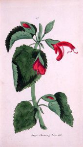 A free vintage botanical illustration of sage