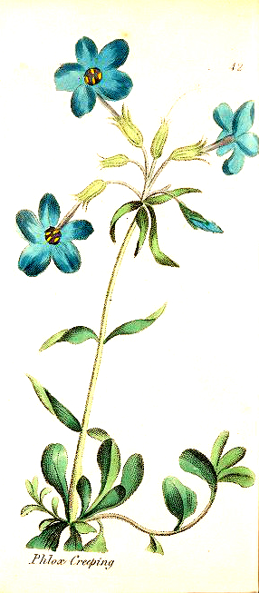 botanical illustrations creeping philox