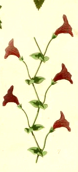 A free antique illustration of a flower sketch