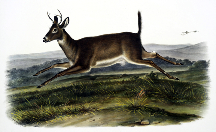 antique illustration of deer jumping in meadow
