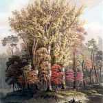 Sycamore trees in fall 1841 fall illustration public domain