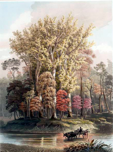 19th century fall illustration of Sycamore Trees in 1841