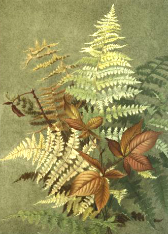 autumn leaves and ferns fall illustration public domain