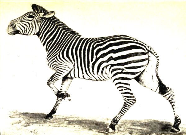 vintage black and white zebra