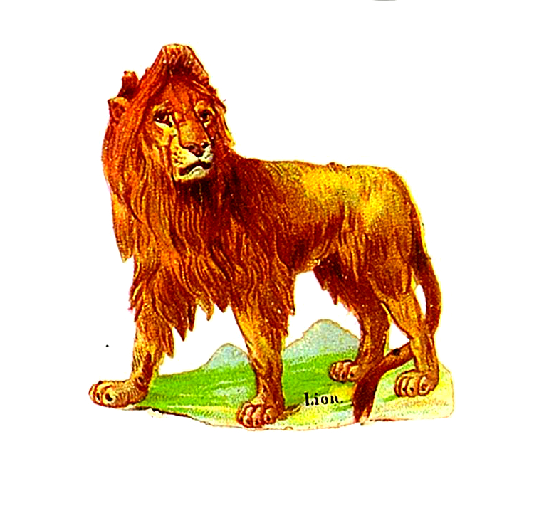 19th Century Lion Illustration in the public domain