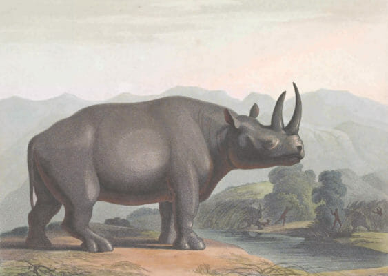 vintage rhino color illustration