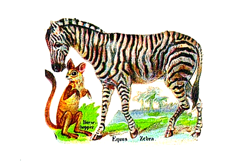 Vintage illustration of zebra originally from cigarette box. 19th century public domain.