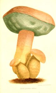 19th century french mushroom illustrations