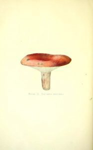 20th century mushroom illustrations public domain