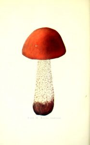 Scientific mushroom illustrations from 20th century Minnesota mushroom species book