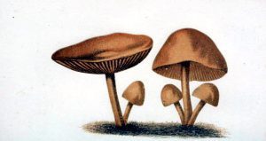 19th century mushroom illustrations from France