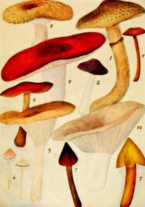Early 20th century mushroom illustrations from minnesota