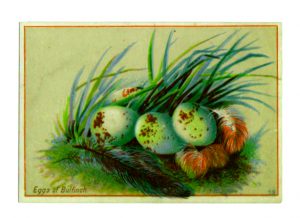 Vintage bird nest clipart of antique bulfinch eggs