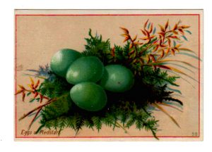 Vintage bird nest clipart with green eggs and ferns