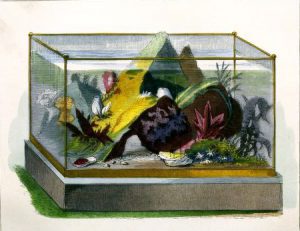 Antique aquarium illustrations from 19th century public domain