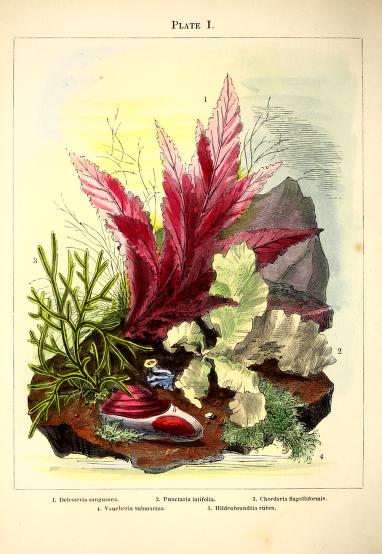vintage coral sea grass mollusk aquarium illustrations 19th century