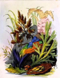vintage sea grass rocks aquarium illustrations 19th century