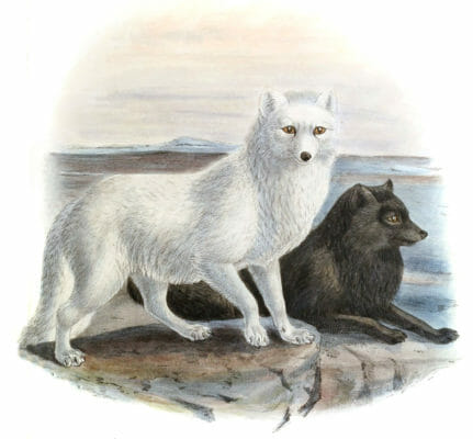 arctic wolves 19th century