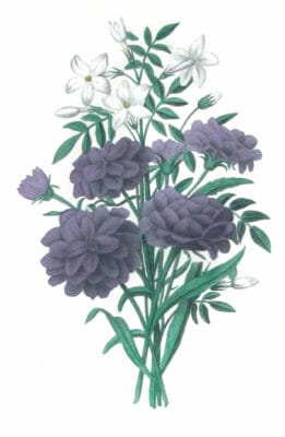 copyright free illustrations french purple flowers