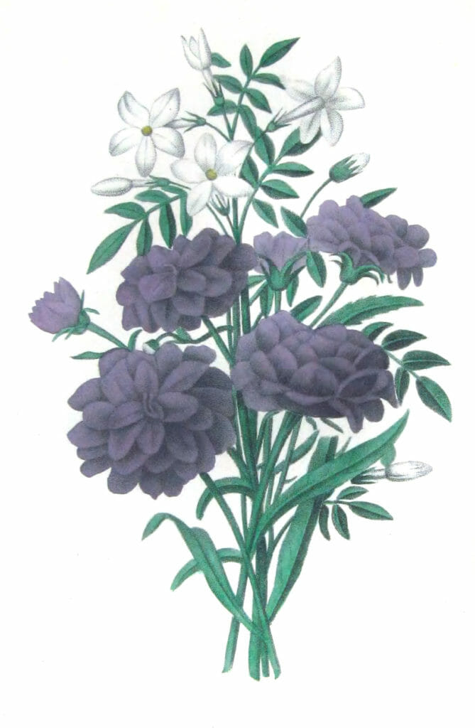 copyright free illustrations french purple flowers