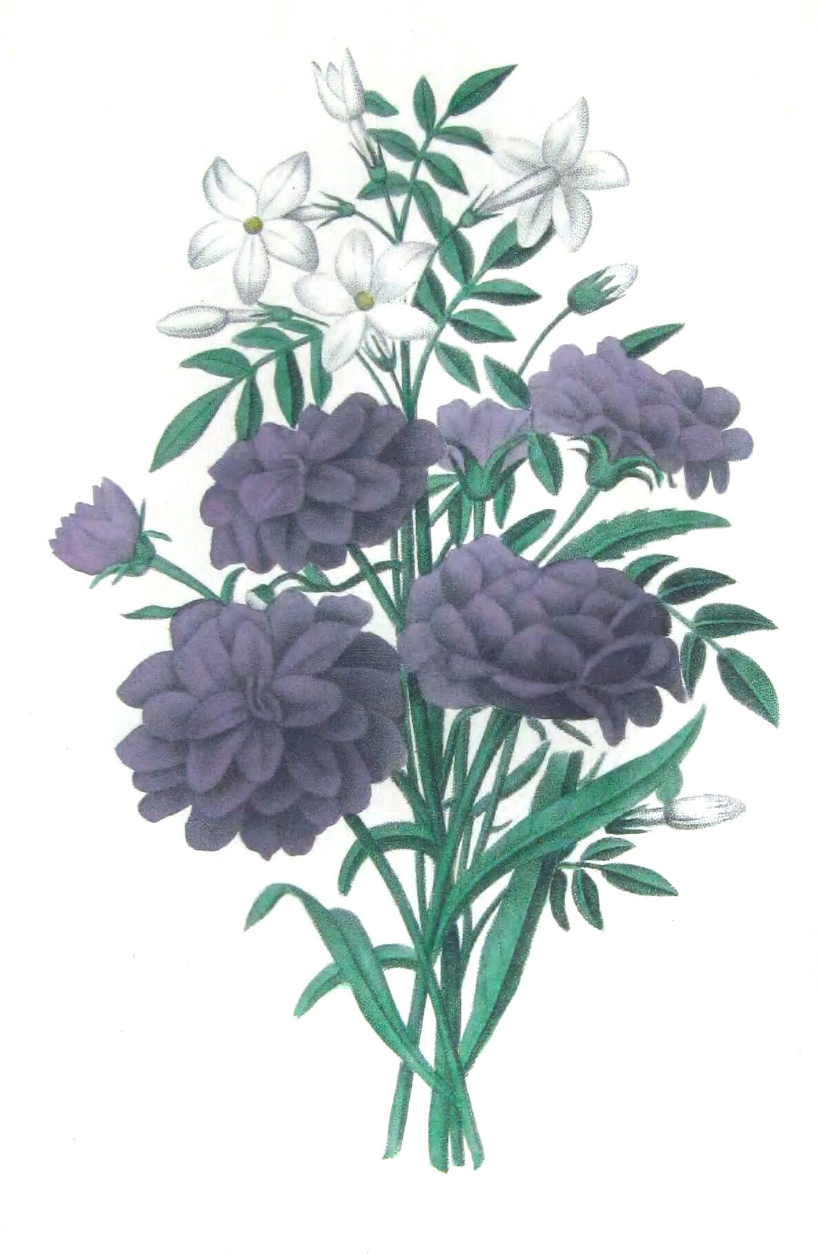 Copyright-free illustrations of purple flowers