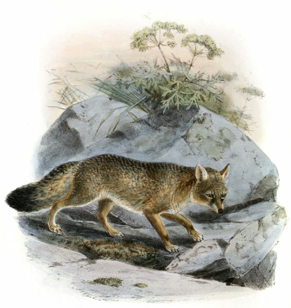 corsac fox 19th century