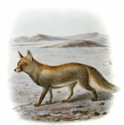 desert fox 19th century