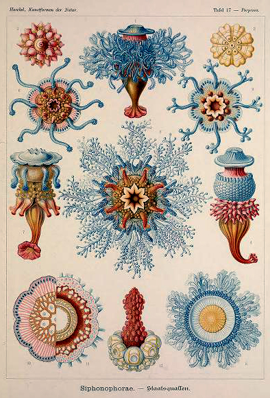 ernst haeckel illustrations deep sea siphonophorae set 2