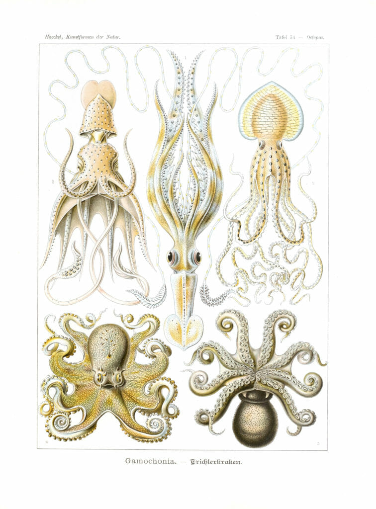 ernst haeckel illustrations gamochonia octopus