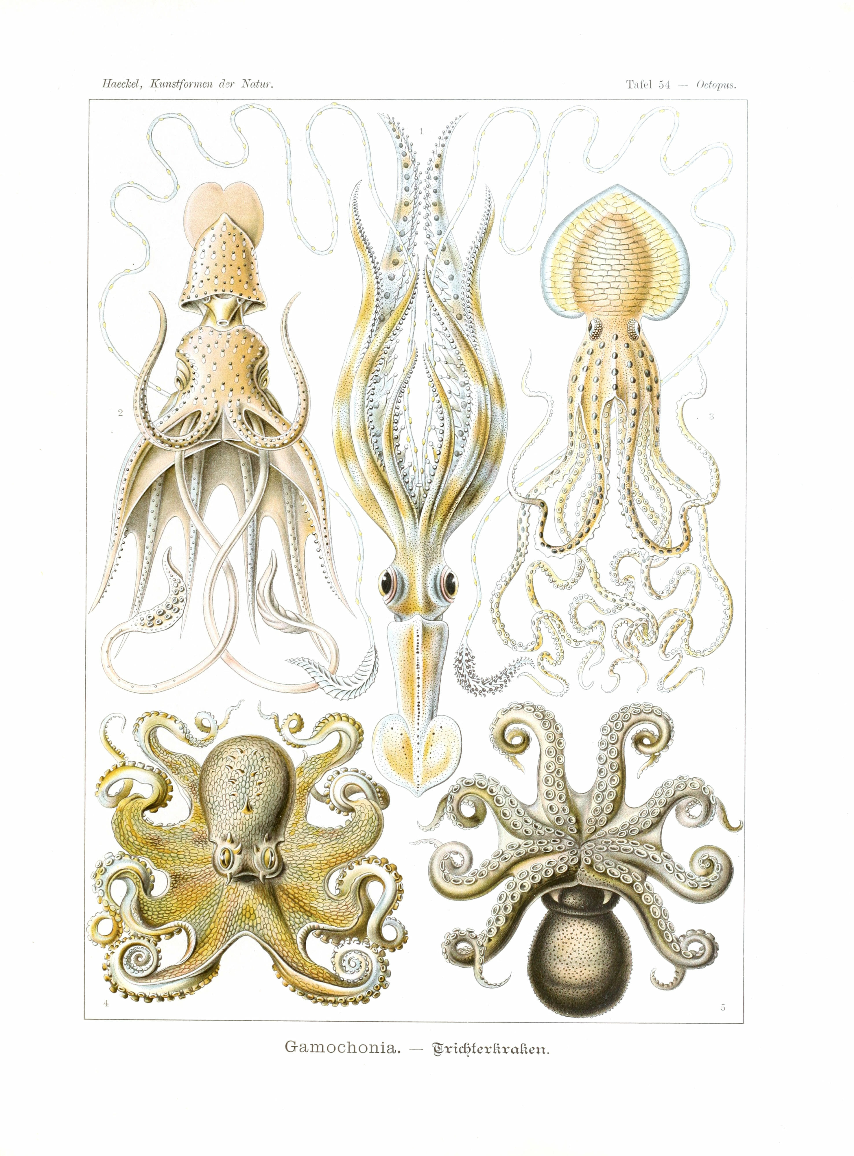 Free public domain Ernst Haeckel Octopus Illustration from the 19th-century book Art Forms in Nature.