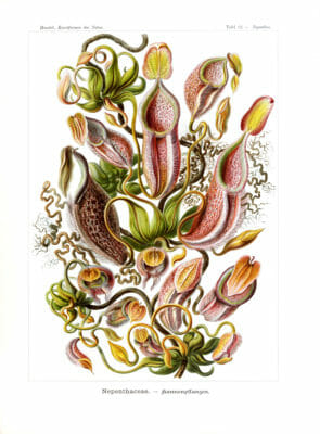 ernst haeckel illustrations nepenthaceae pitcher plants