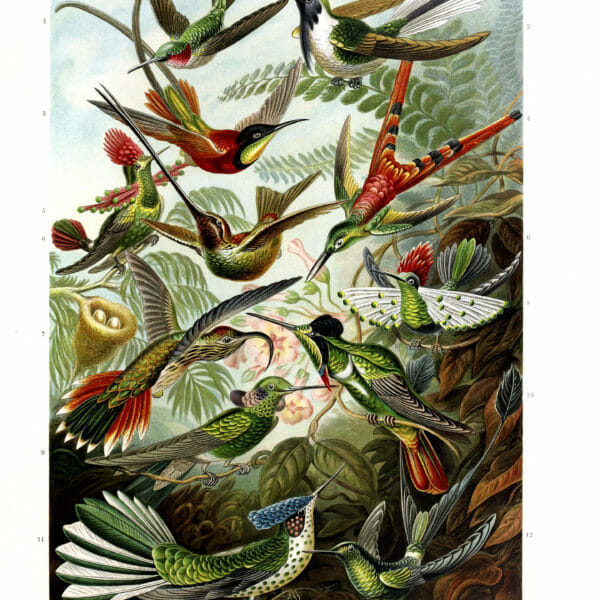 ernst haeckel illustrations trochilidae hummingbird