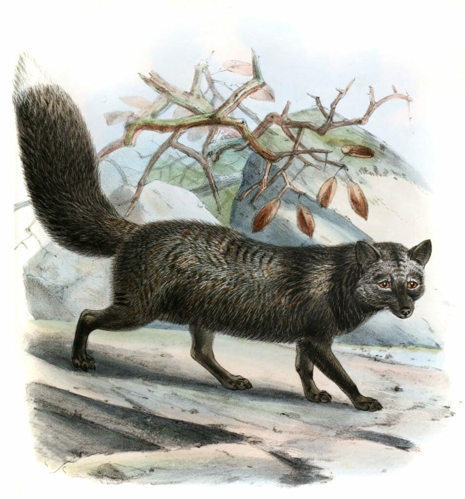 silver fox 19th century