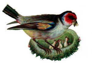 Vintage nature illustrations of mother bird feeding her babies