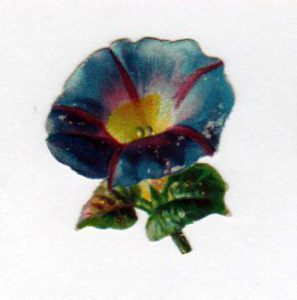 Copyright-free illustrations of petunia flowers