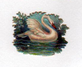 Copyright-free illustrations of swans